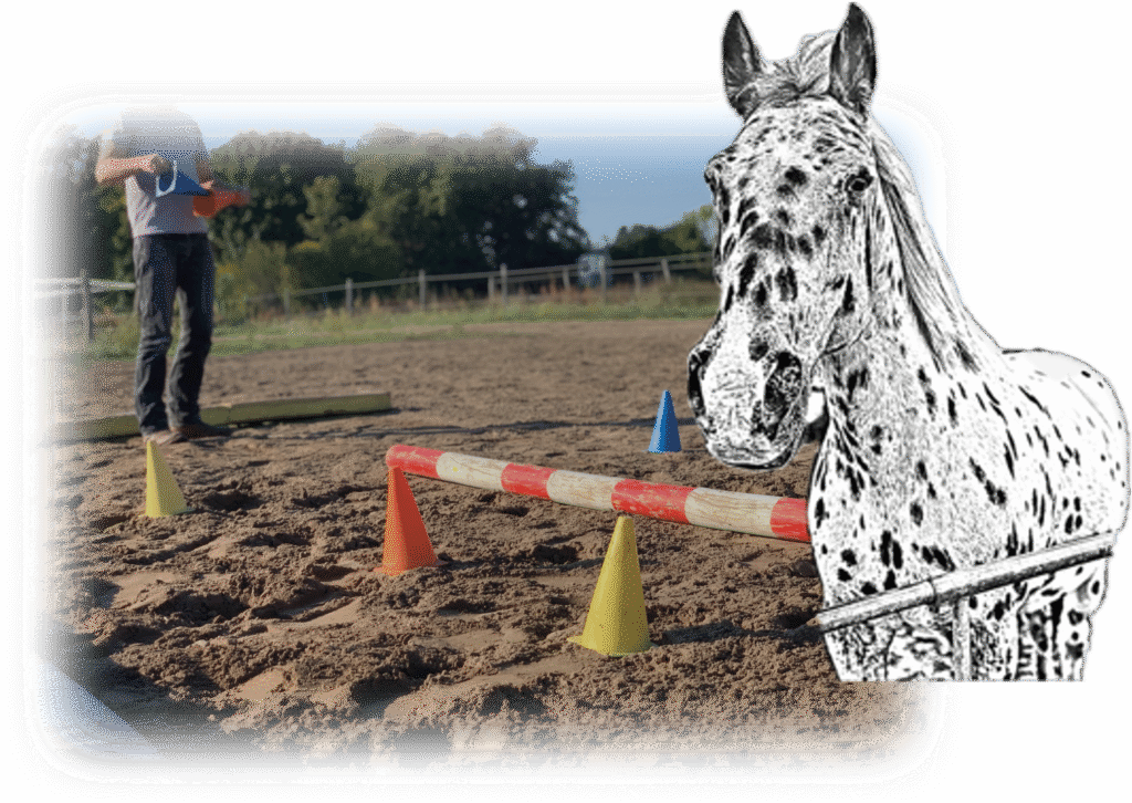 Coachingpferd